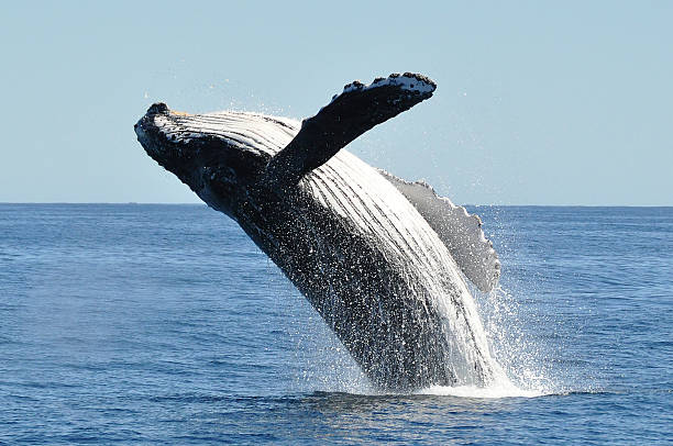 Breaching humpback whale