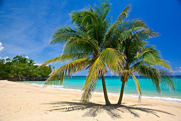 Palm Trees and Sea Adventure