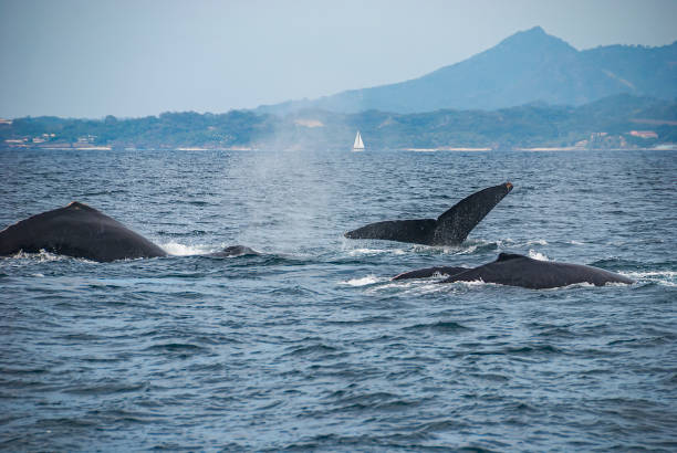 Puerto Vallarta Whale Watching 