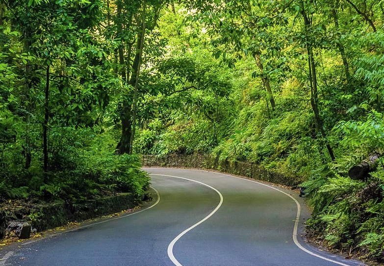 Fern Gully Jamaica