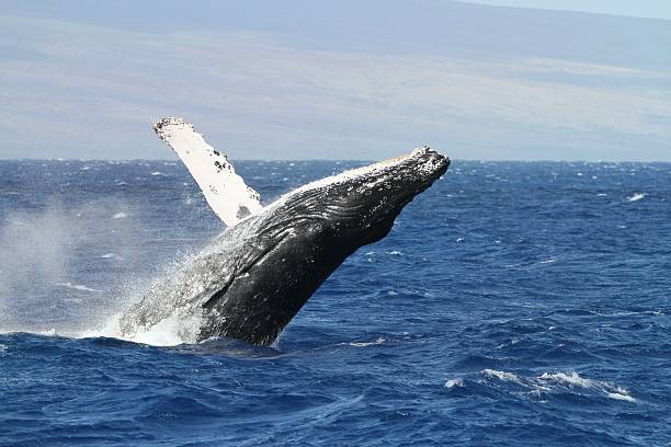 Breaching Humpback Whale off the Maui coast