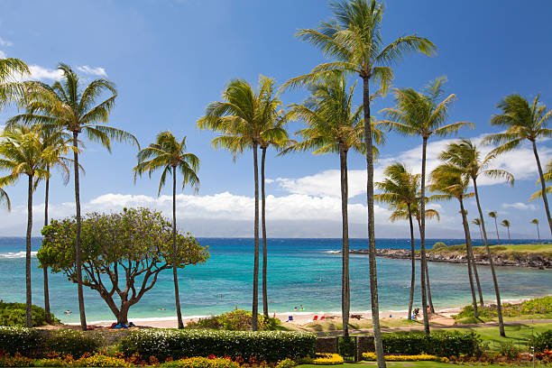 Kapalua Bay resort destination tropical beach with palm trees in Kapalua, Maui, Hawaii.