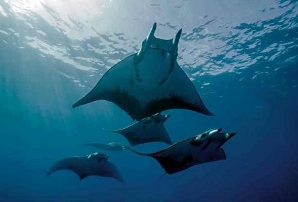 Manta Rays