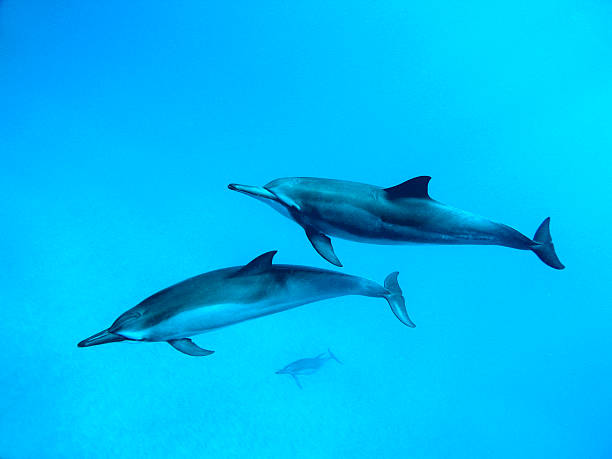 Pair of spinner dolphins swimming, south Maui, Hawaii.