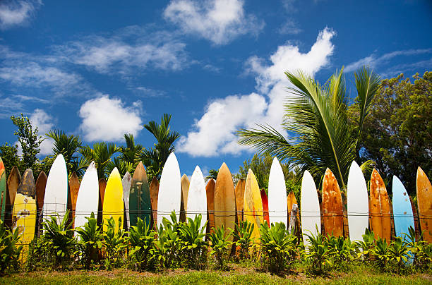 Bunch of surfing boards on a sunny day in Maui