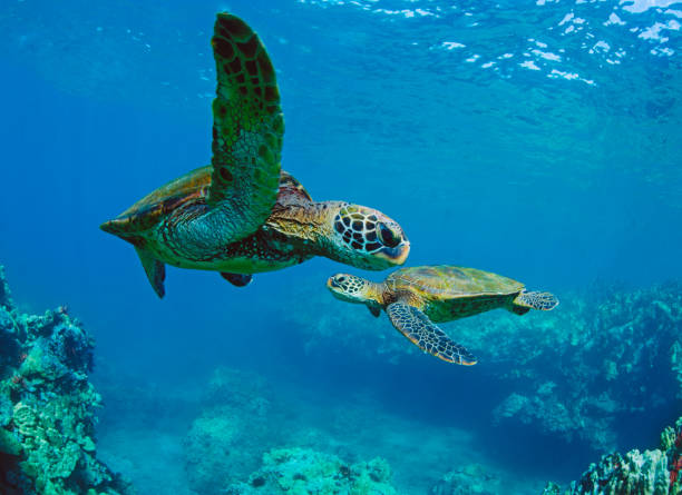 Wild green sea turtles underwater in Maui, hawaii, USA