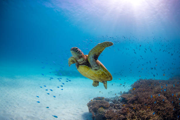 Green Sea Turtle