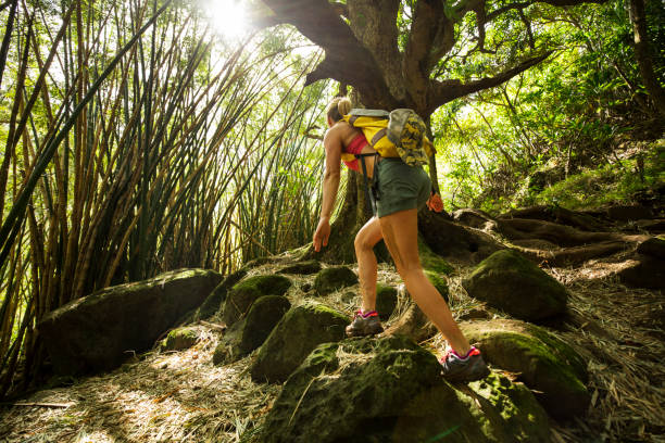 hiking in a bamboo forest of Hawaii